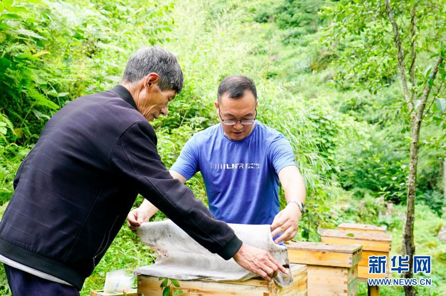 2020年7月7日，中益乡华溪村驻村第一副书记罗风华（右）查看贫困户谭登周养殖的中华蜜蜂蜂蜜生产情况。新华社记者 刘潺 摄
