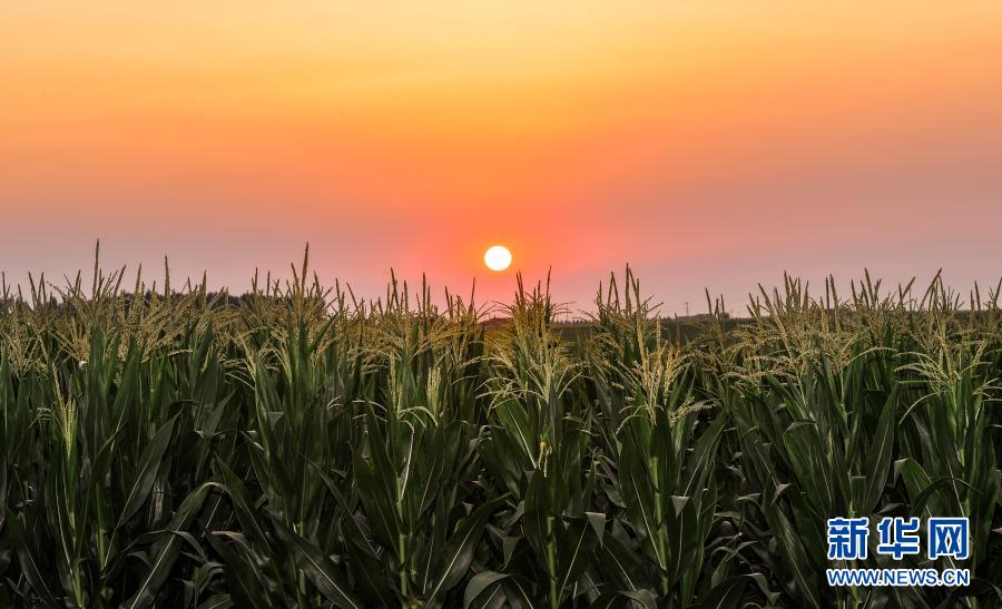 这是2020年7月23日拍摄的吉林省梨树县国家百万亩绿色食品原料（玉米）标准化生产基地核心示范区。新华社记者 许畅 摄